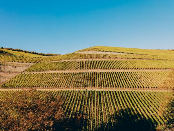 Foto: Gut Hermannsberg - VDP.Grosse Lage Kupfergrube
