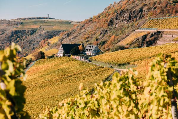 Weingut im Herbst