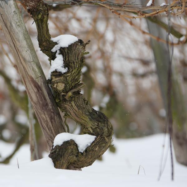 Rebe im Schnee